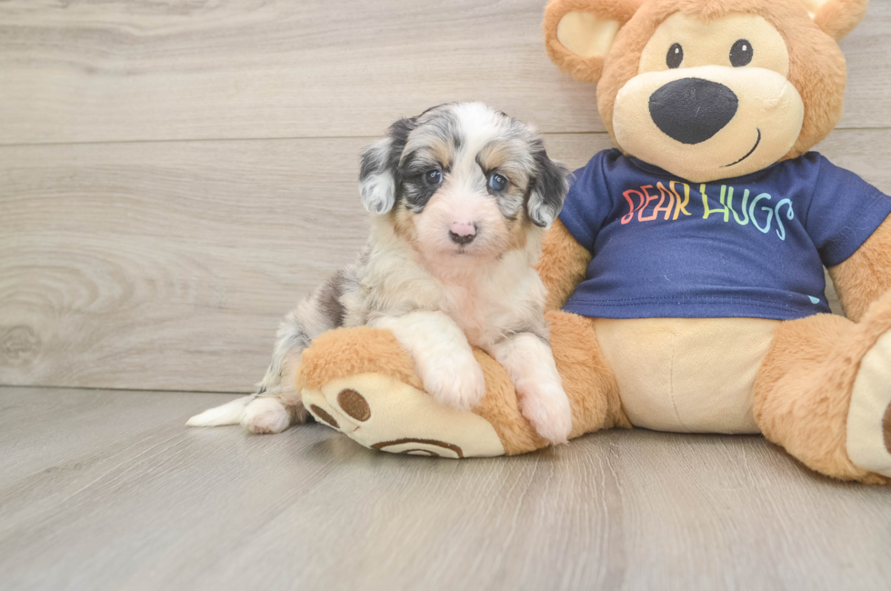 5 week old Mini Aussiedoodle Puppy For Sale - Pilesgrove Pups