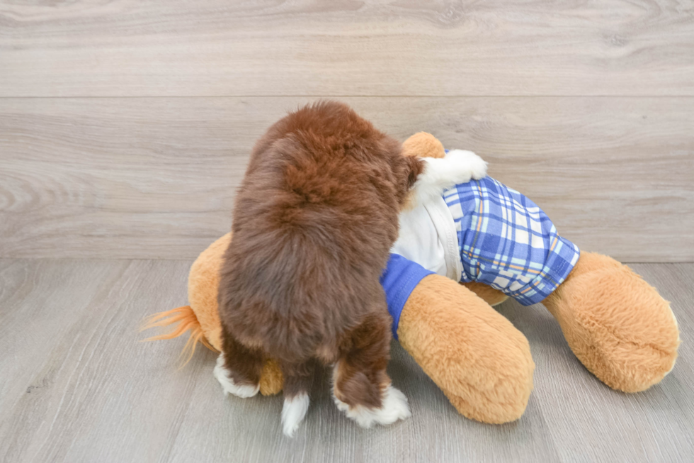 Energetic Aussie Poo Poodle Mix Puppy