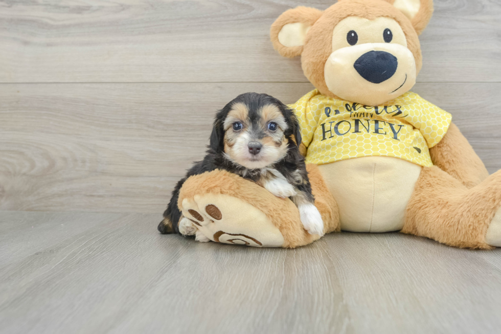 Smart Mini Aussiedoodle Poodle Mix Pup