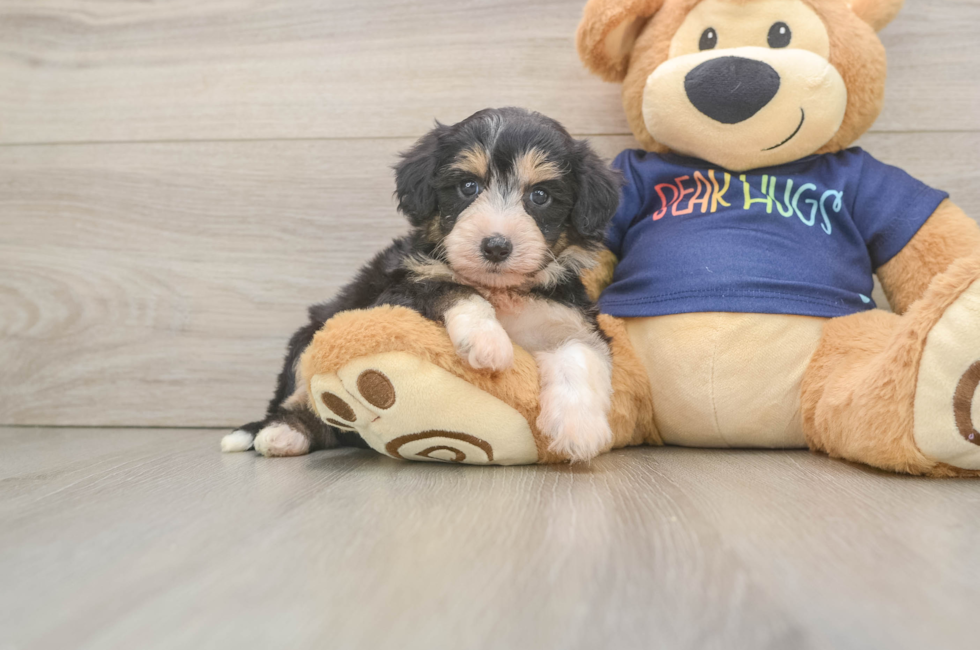 5 week old Mini Aussiedoodle Puppy For Sale - Pilesgrove Pups