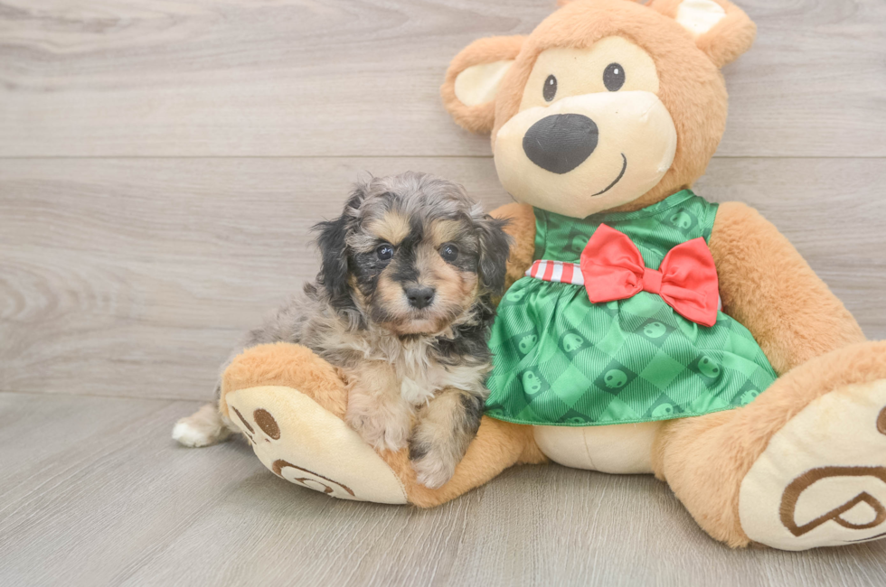 5 week old Mini Aussiedoodle Puppy For Sale - Pilesgrove Pups