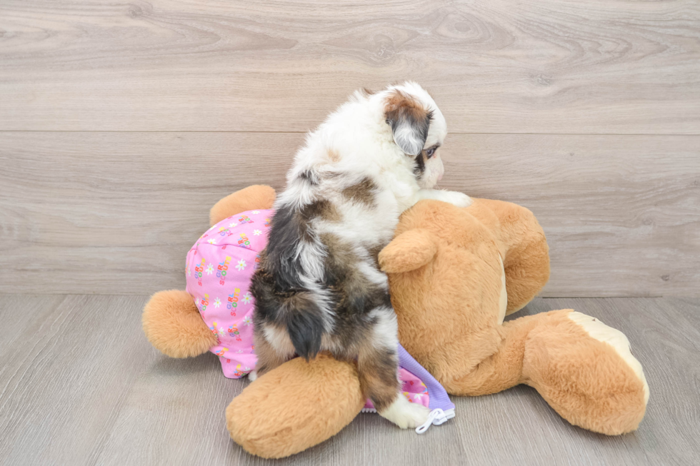 Little Mini Aussiepoo Poodle Mix Puppy