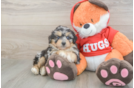 Mini Aussiedoodle Puppy for Adoption