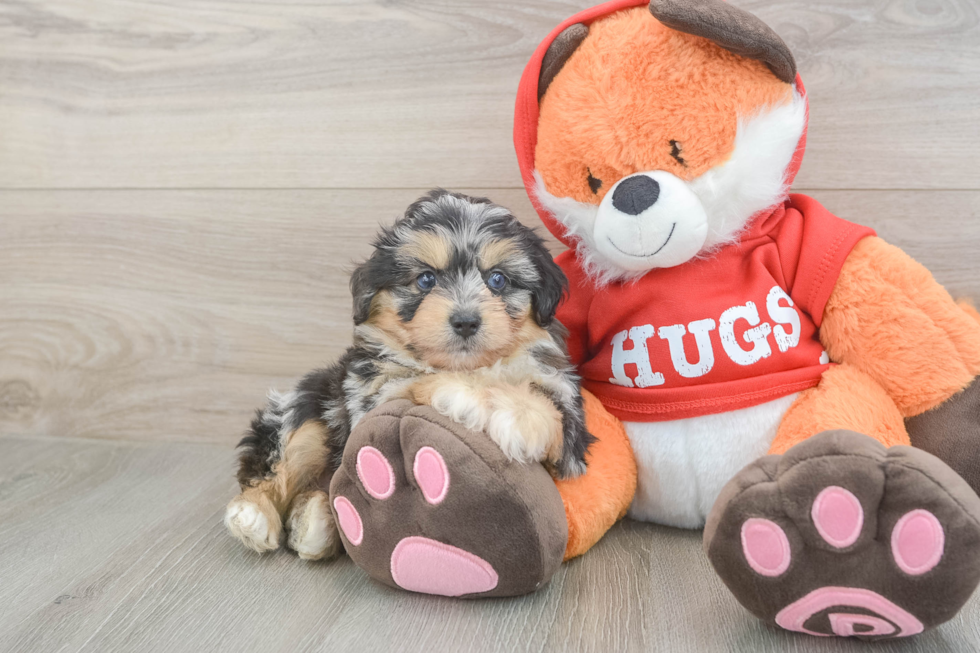 Mini Aussiedoodle Puppy for Adoption