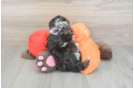 Petite Mini Aussiedoodle Poodle Mix Pup