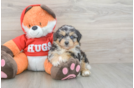 Smart Mini Aussiedoodle Poodle Mix Pup