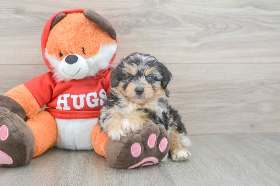 Smart Mini Aussiedoodle Poodle Mix Pup