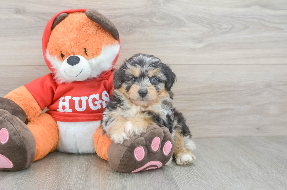 5 week old Mini Aussiedoodle Puppy For Sale - Pilesgrove Pups