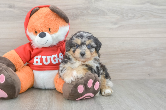 Smart Mini Aussiedoodle Poodle Mix Pup