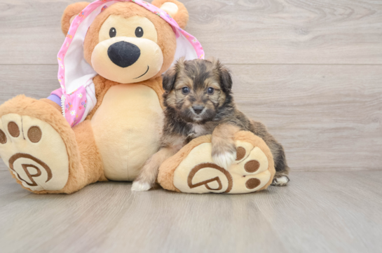 Mini Aussiedoodle Pup Being Cute
