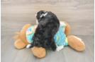 Funny Mini Aussiedoodle Poodle Mix Pup