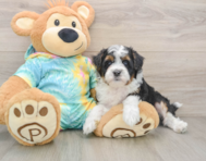 7 week old Mini Aussiedoodle Puppy For Sale - Pilesgrove Pups