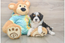 Mini Aussiedoodle Pup Being Cute