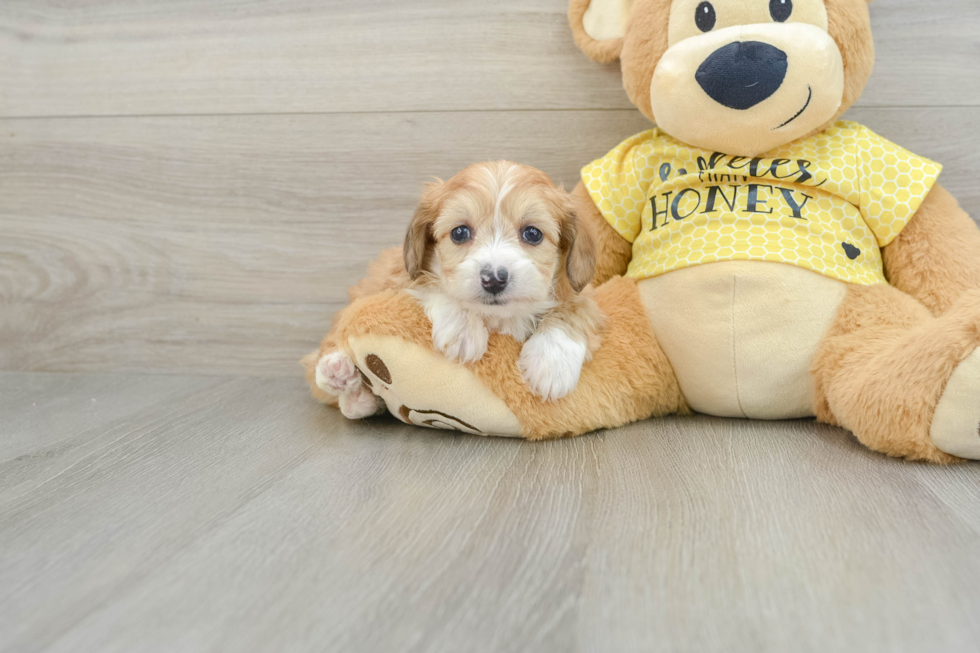 Energetic Aussie Poo Poodle Mix Puppy