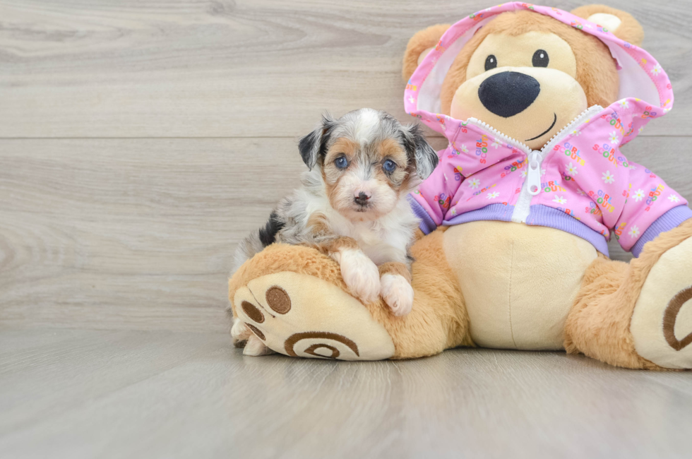 5 week old Mini Aussiedoodle Puppy For Sale - Pilesgrove Pups