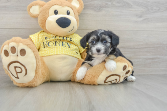 Smart Mini Aussiedoodle Poodle Mix Pup