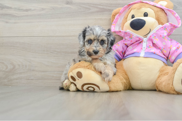 Best Mini Aussiedoodle Baby