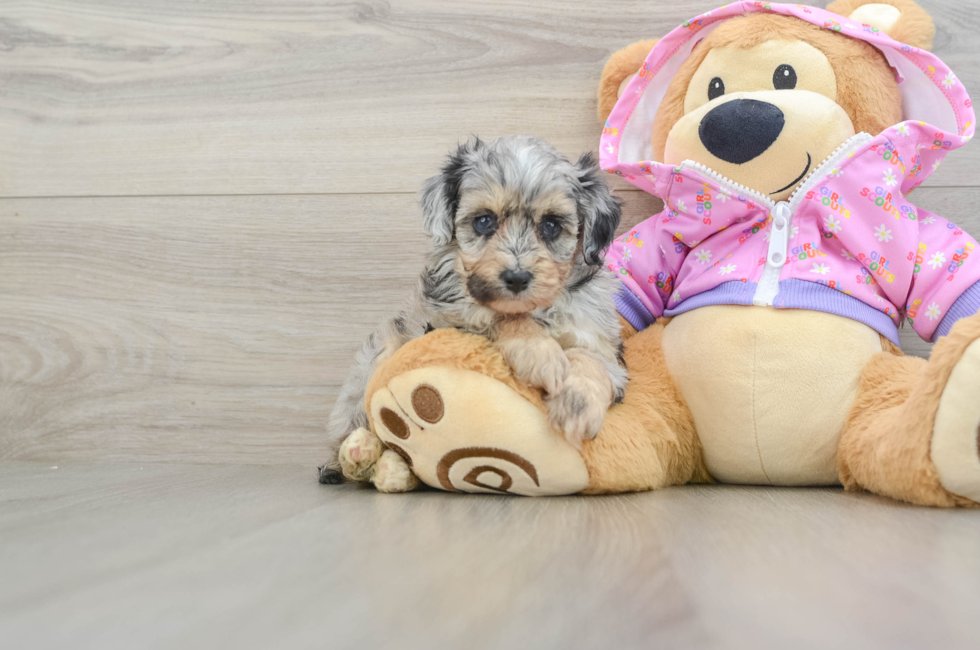 5 week old Mini Aussiedoodle Puppy For Sale - Pilesgrove Pups