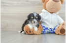 Mini Aussiedoodle Pup Being Cute