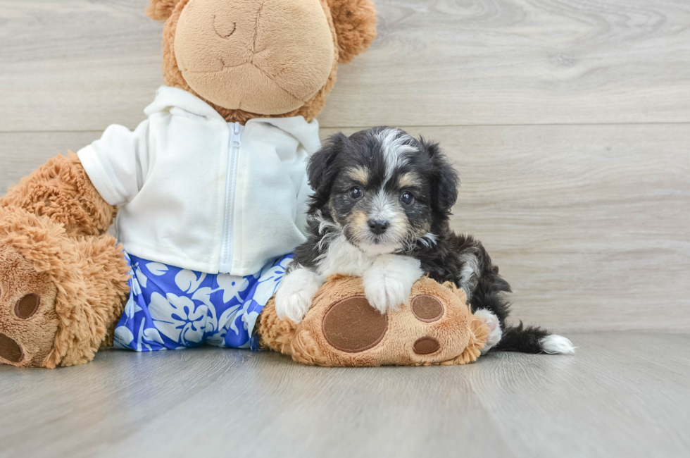 7 week old Mini Aussiedoodle Puppy For Sale - Pilesgrove Pups