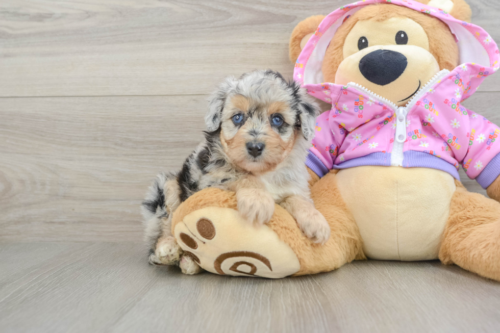 Small Mini Aussiedoodle Baby
