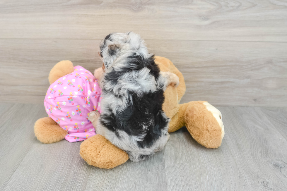 Mini Aussiedoodle Puppy for Adoption