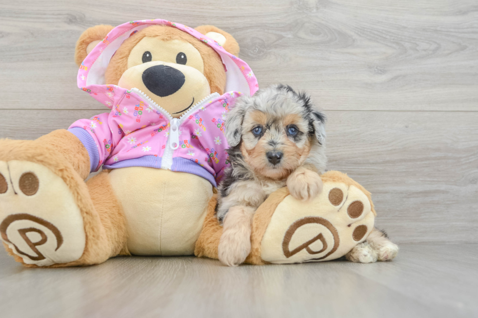 Mini Aussiedoodle Pup Being Cute