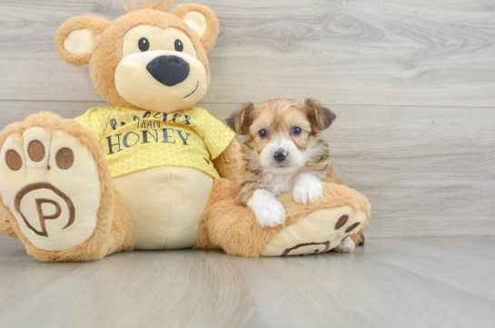 Mini Aussiedoodle Puppy for Adoption