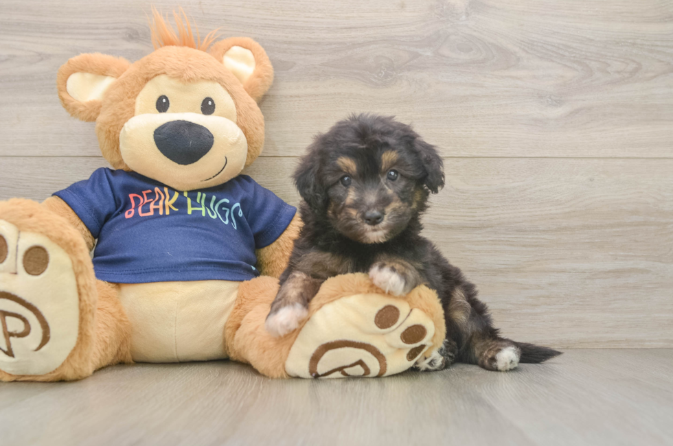 5 week old Mini Aussiedoodle Puppy For Sale - Pilesgrove Pups
