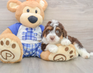7 week old Mini Aussiedoodle Puppy For Sale - Pilesgrove Pups
