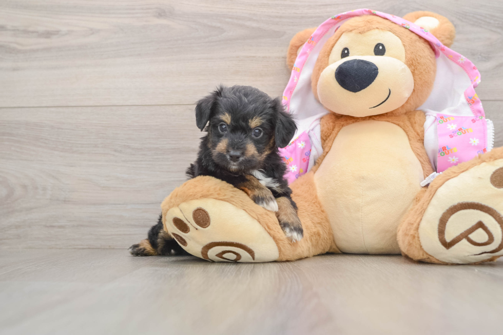 Popular Mini Aussiedoodle Poodle Mix Pup
