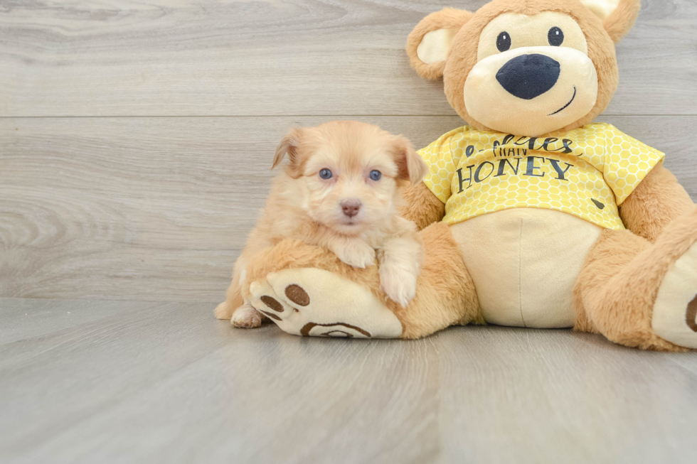 Small Mini Aussiedoodle Baby