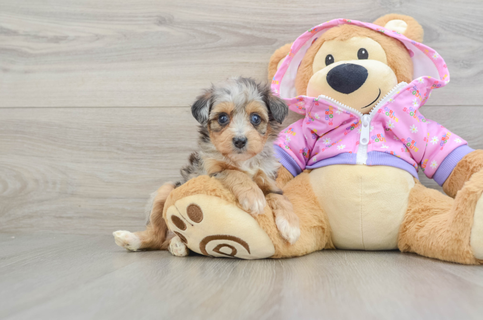 5 week old Mini Aussiedoodle Puppy For Sale - Pilesgrove Pups