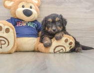 8 week old Mini Aussiedoodle Puppy For Sale - Pilesgrove Pups