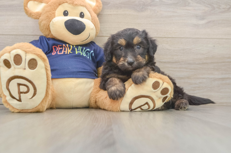 5 week old Mini Aussiedoodle Puppy For Sale - Pilesgrove Pups