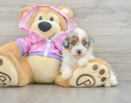8 week old Mini Aussiedoodle Puppy For Sale - Pilesgrove Pups