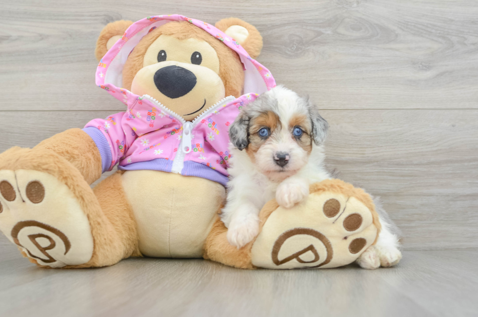 5 week old Mini Aussiedoodle Puppy For Sale - Pilesgrove Pups