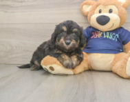 8 week old Mini Aussiedoodle Puppy For Sale - Pilesgrove Pups
