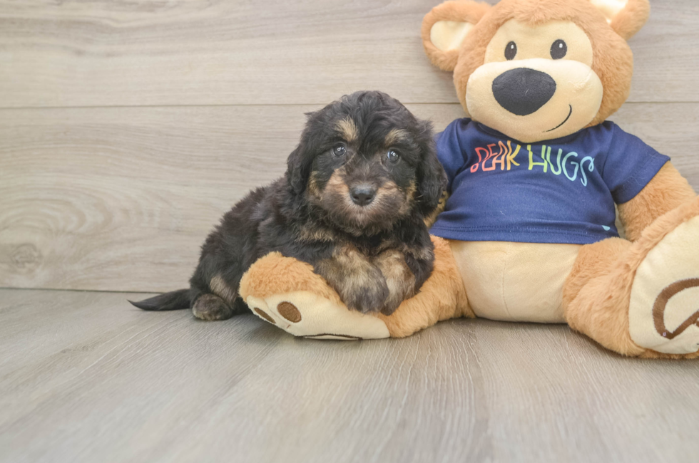 5 week old Mini Aussiedoodle Puppy For Sale - Pilesgrove Pups
