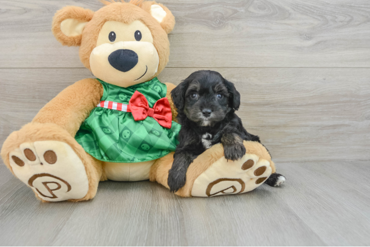 Cute Mini Aussiedoodle Baby