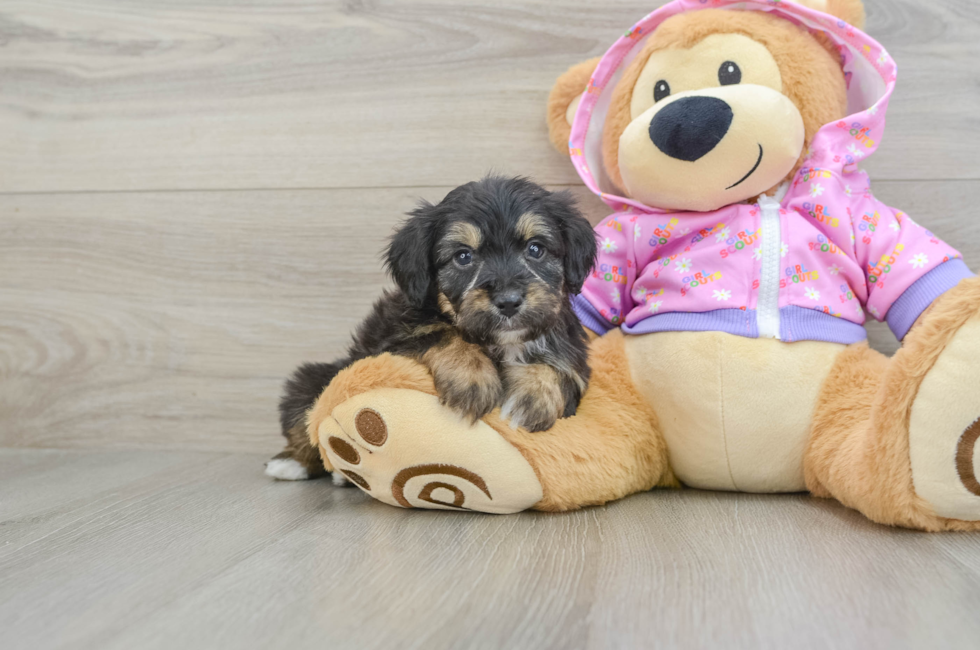 6 week old Mini Aussiedoodle Puppy For Sale - Pilesgrove Pups