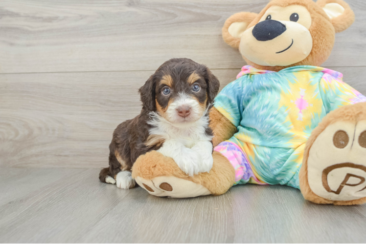 Petite Mini Aussiedoodle Poodle Mix Pup