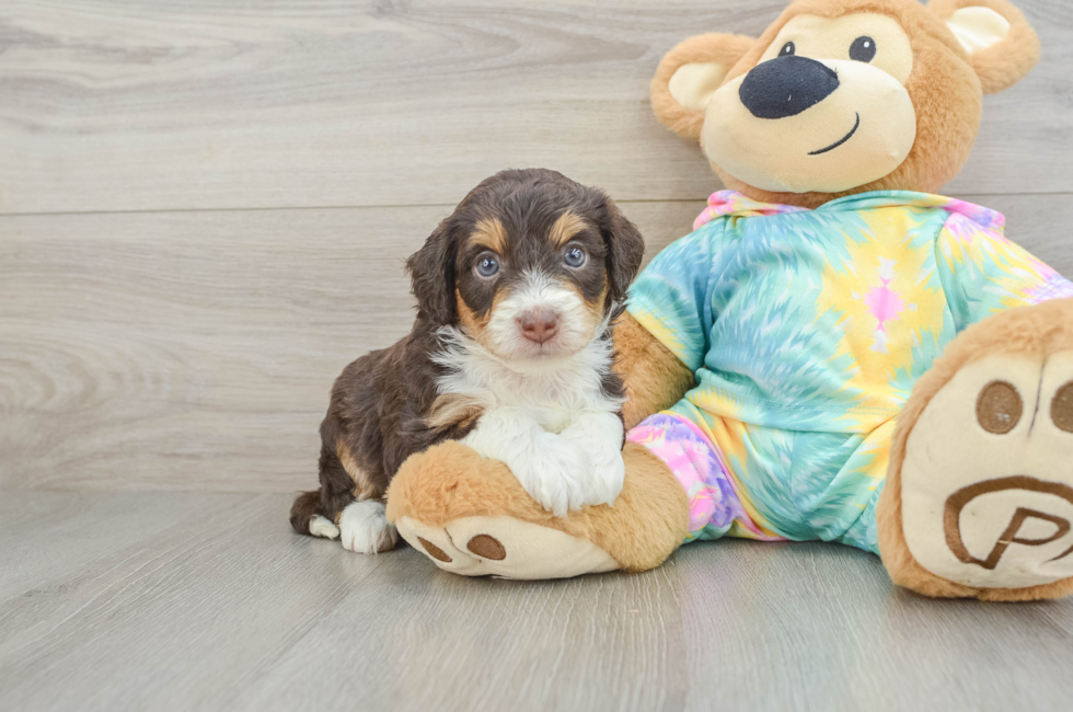 5 week old Mini Aussiedoodle Puppy For Sale - Pilesgrove Pups