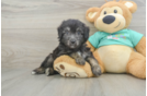 Hypoallergenic Aussiepoo Poodle Mix Puppy