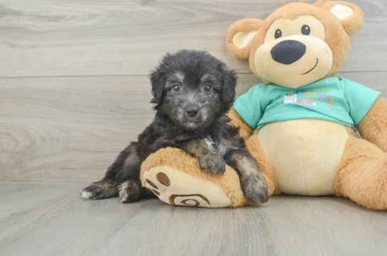 Hypoallergenic Aussiepoo Poodle Mix Puppy