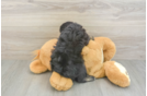 Mini Aussiedoodle Pup Being Cute