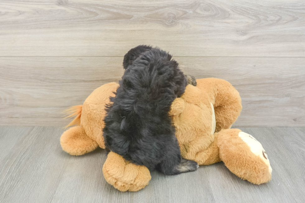 Mini Aussiedoodle Pup Being Cute