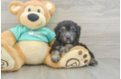 Popular Mini Aussiedoodle Poodle Mix Pup