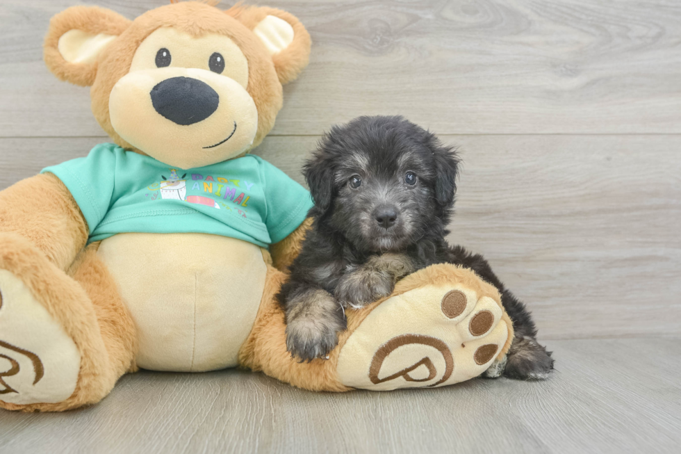 Popular Mini Aussiedoodle Poodle Mix Pup