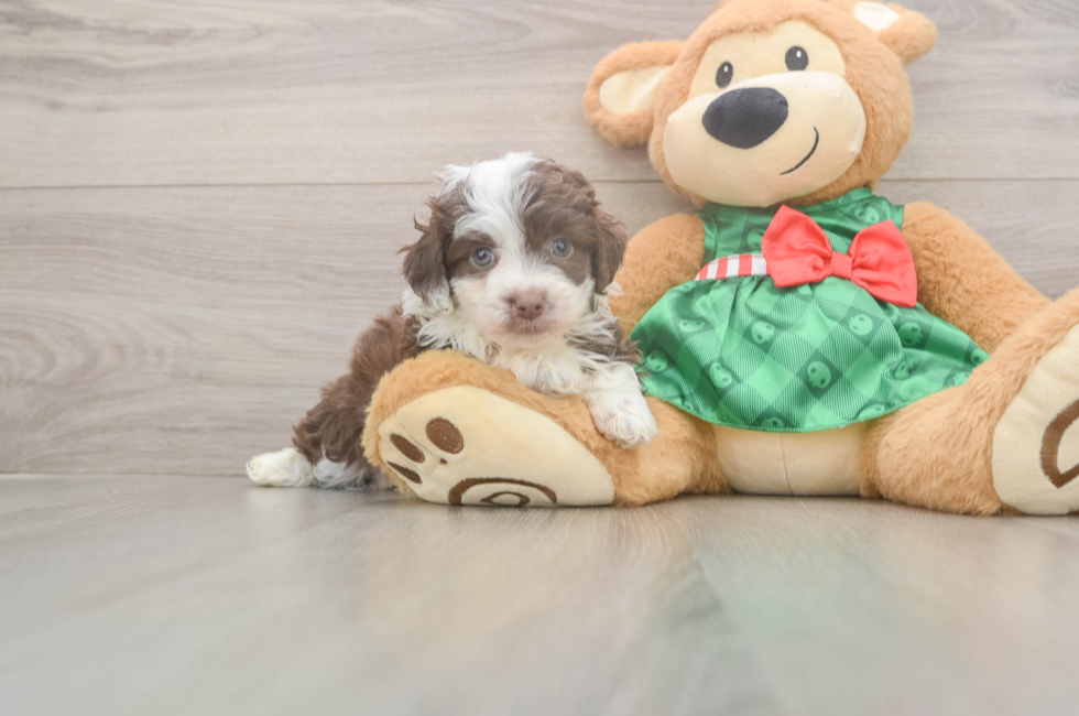 5 week old Mini Aussiedoodle Puppy For Sale - Pilesgrove Pups
